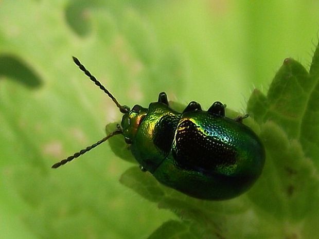 liskavka dúhová Chrysolina fastuosa