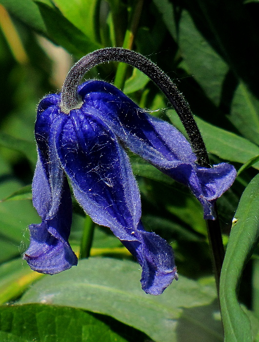 plamienok celistvolistý Clematis integrifolia L.