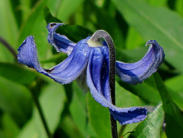 plamienok celistvolistý Clematis integrifolia L.