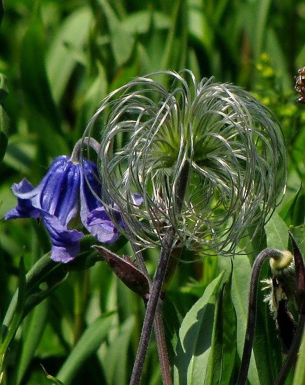 plamienok celistvolistý Clematis integrifolia L.