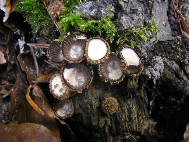 čiaškovec pásikavý Cyathus striatus (Huds.) Willd.