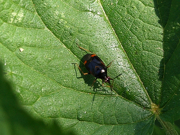 bzdôška premenlivá ? Deraeocoris ruber ?