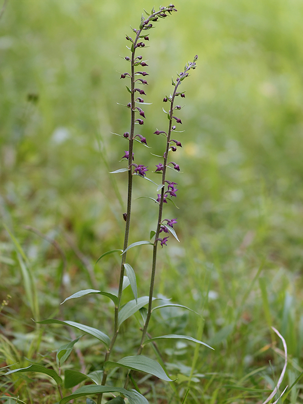 kruštík tmavočervený pravý Epipactis atrorubens subsp. atrorubens (Hoffm.) Besser