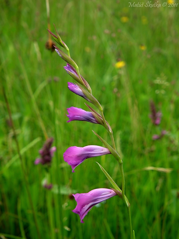 mečík škridlicovitý Gladiolus imbricatus L.