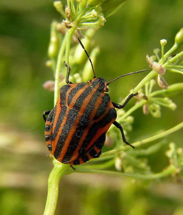 bzdocha pásava Graphosoma italicum