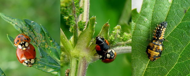 lienka Harmonia axyridis