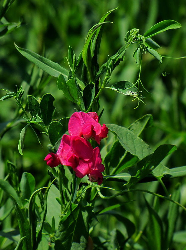 hrachor hľuznatý Lathyrus tuberosus L.