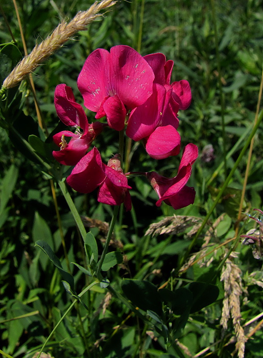 hrachor hľuznatý Lathyrus tuberosus L.