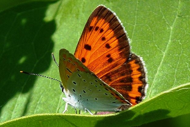 ohniváček veľký Lycaena dispar