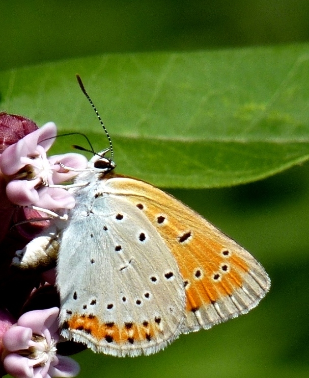 ohniváčik veľký Lycaena dispar