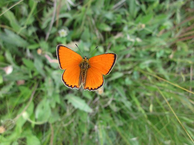 ohniváčik zlatobyľový Lycaena vigaureae