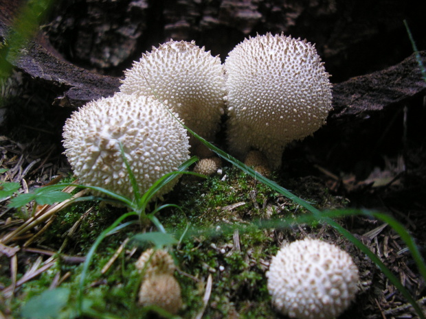 prášnica bradavičnatá Lycoperdon perlatum Pers.