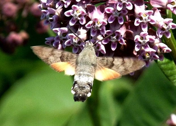 lišaj marinkový Macroglossum stellatarum