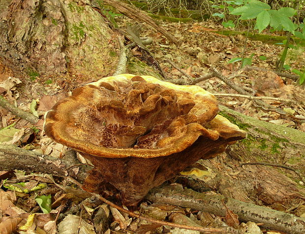 hnedák Schweinitzov Phaeolus schweinitzii (Fr.) Pat.