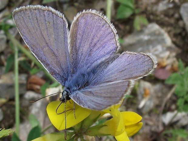 modráčik obyčajný Polyommatus icarus