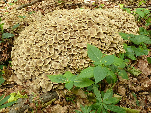 trúdnik klobúčkatý Polyporus umbellatus (Pers.) Fr.