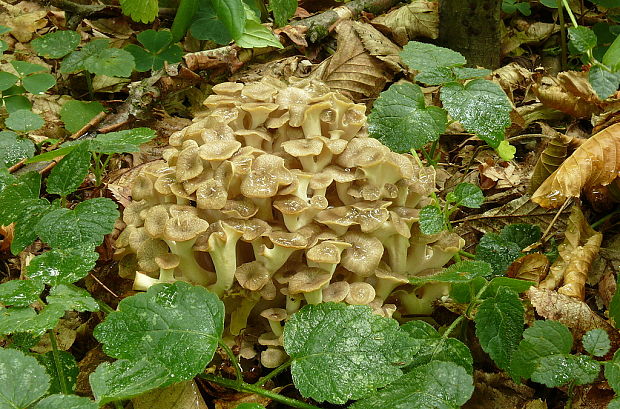 trúdnik klobúčkatý Polyporus umbellatus (Pers.) Fr.