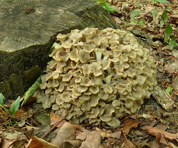 trúdnik klobúčkatý Polyporus umbellatus (Pers.) Fr.