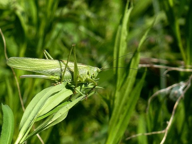 kobylka zelená Tettigonia viridissima