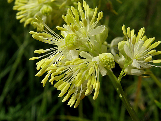 žltuška lesklá Thalictrum lucidum L.