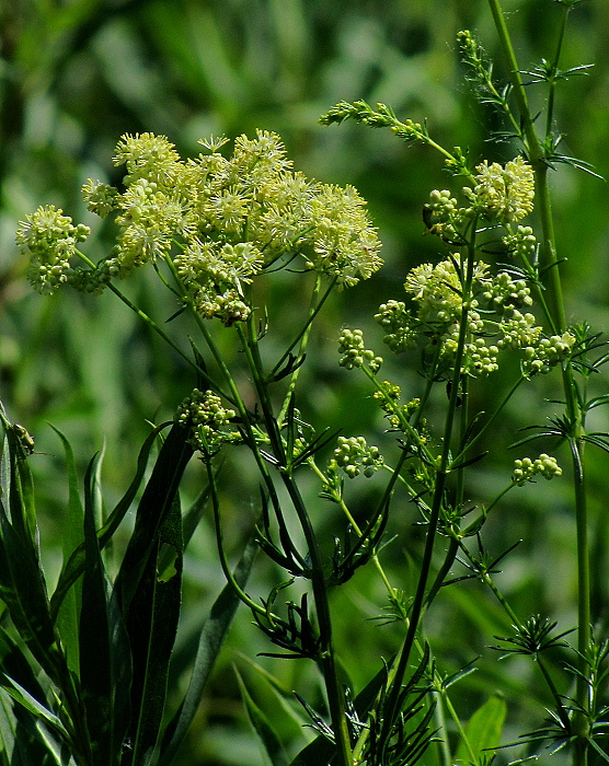 žltuška lesklá Thalictrum lucidum L.