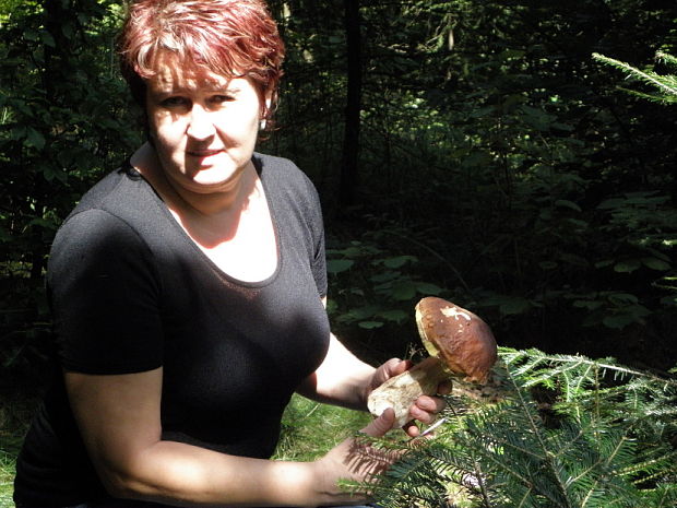 kalimerka a Boletus