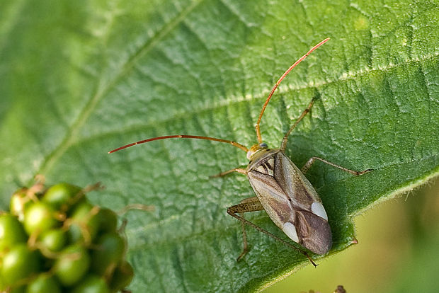 bzdôška lucernová Adelphocoris lineolatus