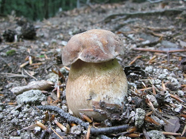 hríb dubový Boletus reticulatus Schaeff.