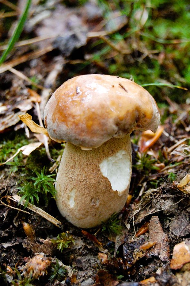 hríb dubový Boletus reticulatus Schaeff.