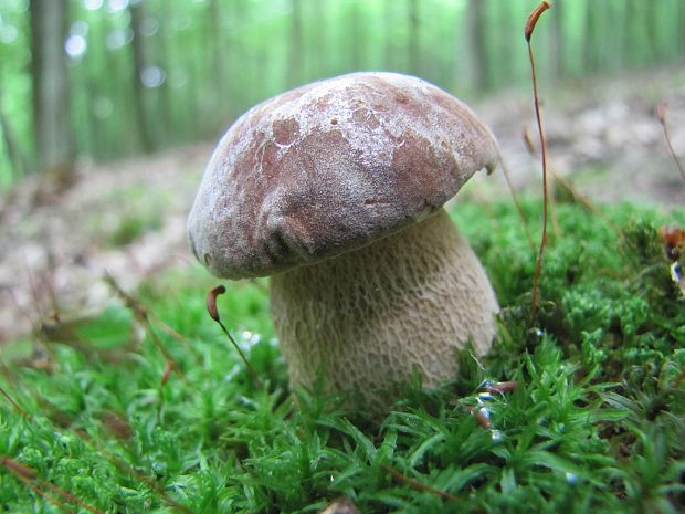 hríb dubový Boletus reticulatus Schaeff.