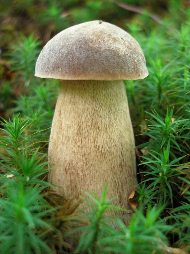 hríb dubový Boletus reticulatus Schaeff.