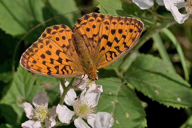 perlovec černicový  Brenthis daphne