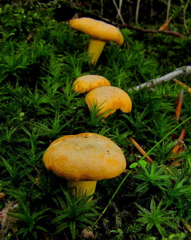 kuriatko jedlé Cantharellus cibarius Fr.