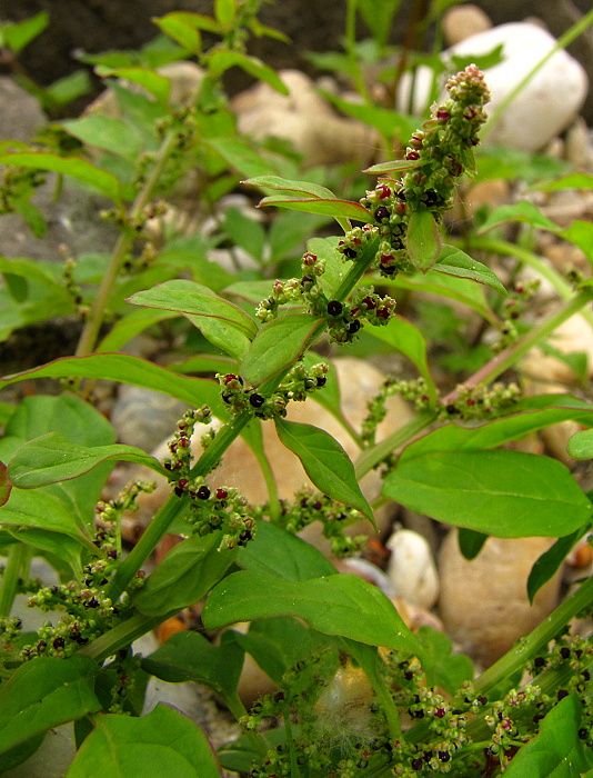 mrlík mnohoplodý cf. Chenopodium polyspermum L.