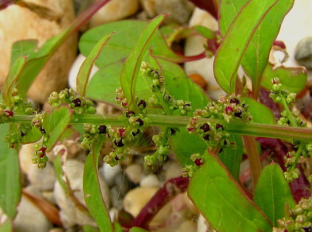 mrlík mnohoplodý Chenopodium polyspermum L.