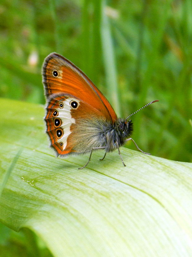 očkáň medničkový  Coenonympha arcania  L., 1761