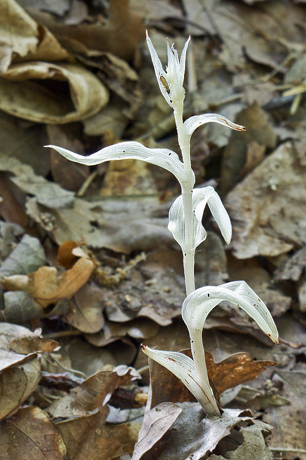 kruštík modrofialový- albín Epipactis purpurata Sm.