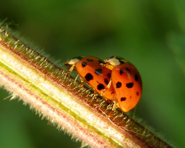 lienka  Harmonia axyridis