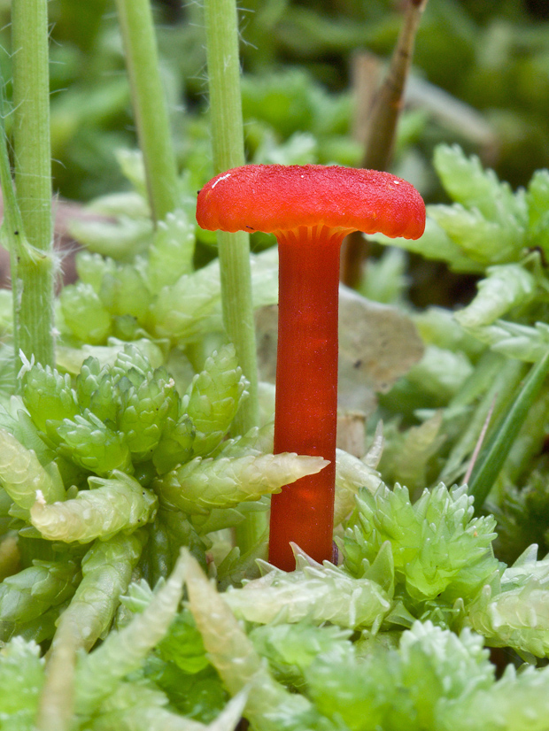 lúčnica Hygrocybe sp.