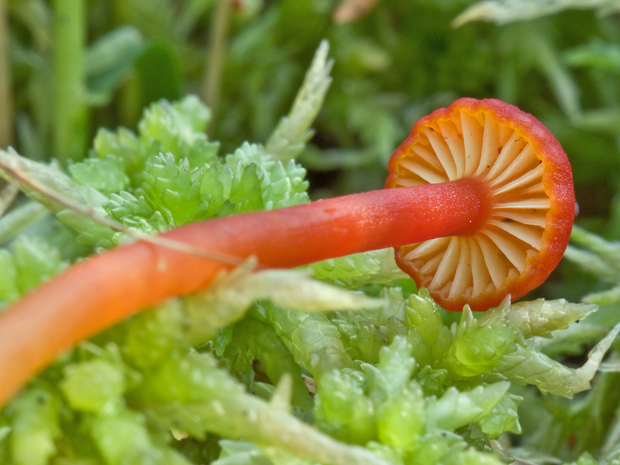 lúčnica Hygrocybe sp.