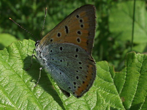 ohniváčik velký Lycaena dispar