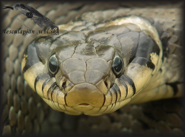 užovka obojková Natrix natrix