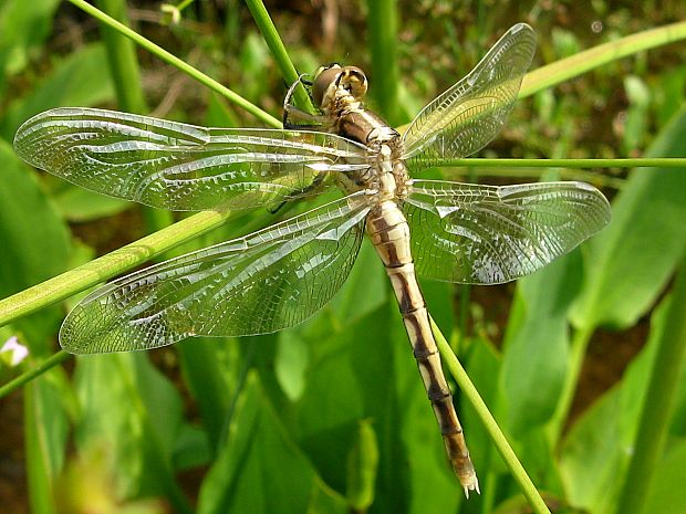 vážka bělořitná Orthetrum albistylum (Sélys, 1848)