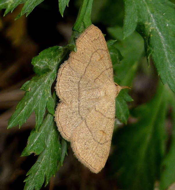 pamora hrabanková Paracolax tristalis