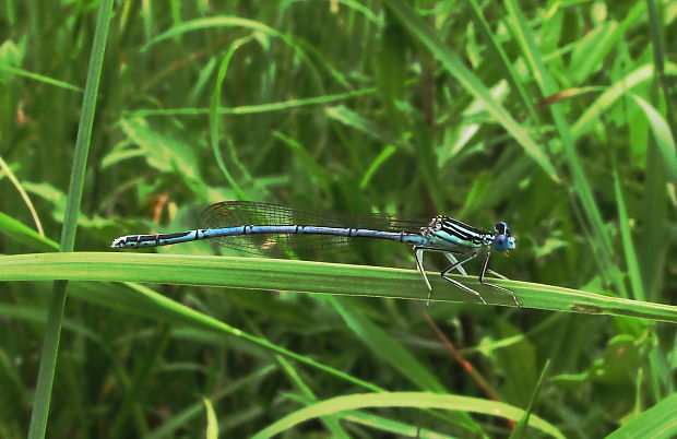 šidielko ploskonohé Platycnemis pennipes