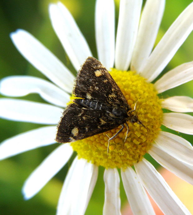 víjačka pamajoránová Pyrausta porphyralis,Denis& schiffermuller 1775