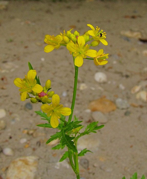 roripa lesná Rorippa sylvestris (L.) Besser