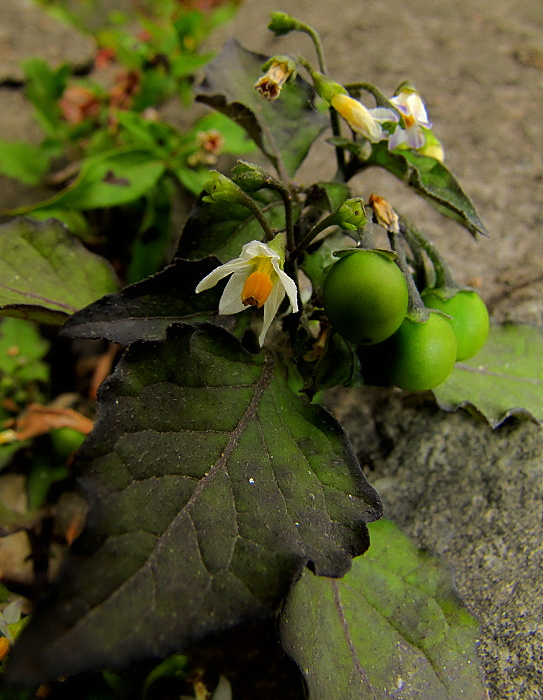 ľuľok čierny Solanum nigrum L.