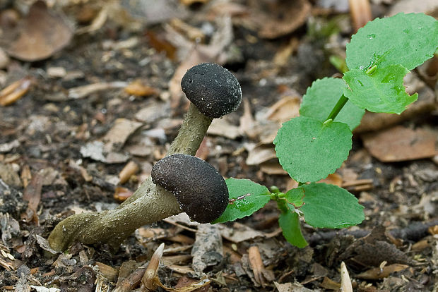 žezlovka Rouxova Tolypocladium rouxii (Cand.) C.A. Quandt, Kepler & Spatafora