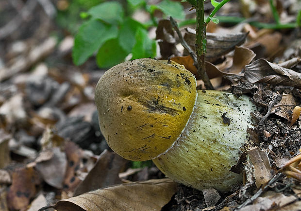 podhríb žlčový Tylopilus felleus (Bull.) P. Karst.